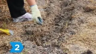 Wie man Duftwicken anbaut