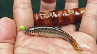Mancing Tanago On The Tanago Tenkara Fly Fishing - Micro Fishing / Tanago Trip