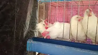 MAGKANO ANG NAGASTOS KO SA 96 HEADS NA RTL CHICKENS?