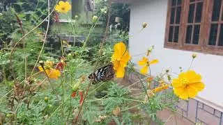 Butterfly drinking nectar