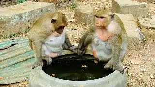 So funny monkeys biig belly Sweetpea and Dana, Who jump into the water in jar first?
