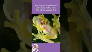 glass frog