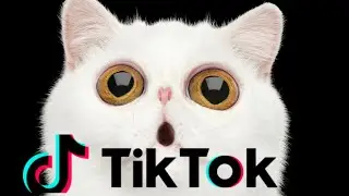 TIK TOK CAT VIRAL COMPILATION COPY CAT