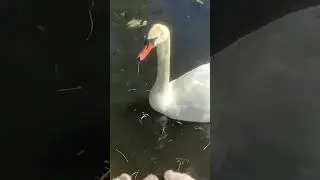 &ldquo;Morning on the Long Water: cygnets and parents nibble breakfast side by side 🦢🌿