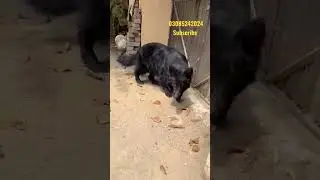Black Long Coat German Shepherd Female #dog #germanshepherd