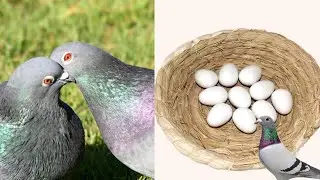 How to confirm Pigeon Laying Eggs 🥚 pahchan jao ki Kabutari Anda Dene Wali Hai #pigeon #pigeonegg😍 