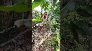 Burro Banana Harvest #bananaharvest #floridagardening #syntropy #permaculture #foodforest