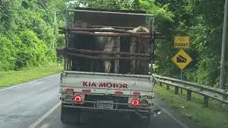🚛🐄Cowabunga, dude! Looks like this guy needs to get a 