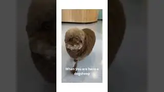 200 IQ Dog sheep haircut i will never go to the same salon  #dog #short #fyp