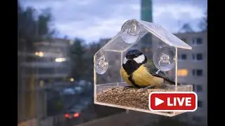 Vilnius Birds | Live Window Bird Feeder