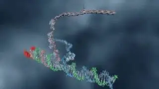 DNA Strand Displacement