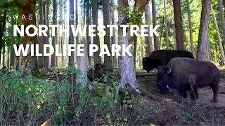Northwest Trek Wildlife Park 🐐 A Day With Wildlife | Silent Vlog