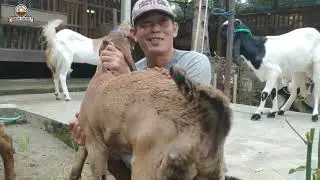 Strategi Breeding Kambing Jerabang Gentho Farm