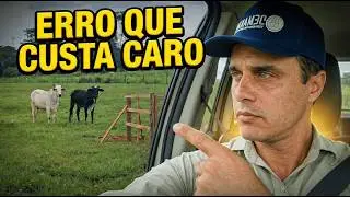 O que olhar na hora de comprar gado para não errar? (E a atualização do curral)