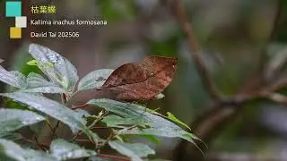 枯葉蝶 Kallima inachus formosana