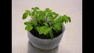 42. Hvordan får man  kraftige tomatplanter