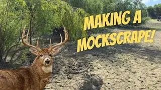 Creating a Mock Scrape for the First Time! Learned from Bowmar Bowhunting