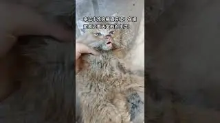 This is the miracle of love! Fans who, out of compassion for these poor stray cats, are willing t...
