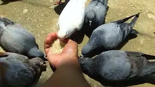 Pigeons Eating Rice From My Hand