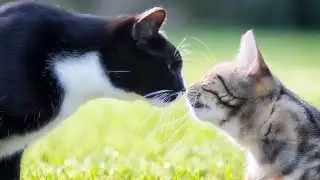 Under The Leadership of The Kitty, The Cat Became Part Of A Family | So Cute 🤩