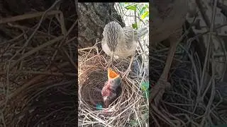 Baby Birds Grow with Mom&rsquo;s Care Mother Bird&rsquo;s Hard Work in the Wild (p4) #viral #trending #shorts