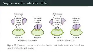 Catalysis | OpenStax Chemistry 2e 12.7