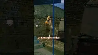 Extremely dangerous Fateh Jangi bull tiktok. Athra Fateh Jangi bull tiktok.