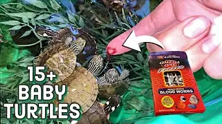 Feeding Bloodworms to ALL My BABY TURTLES!!!
