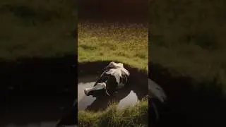 Million of bees crowd are attack on cow Rescue Team say with life #shorts #youtubeshorts  #trending