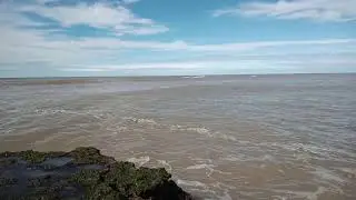Delf&iacute;n Franciscana (Pontoporia blainvillei) en Balneario El C&oacute;ndor, R&iacute;o Negro, Argentina. (III)