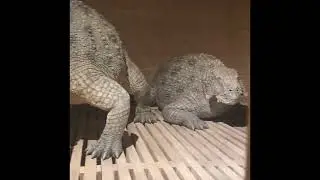 Ark encounter￼ April 2021
