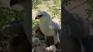 Feathered Care: Bird's Adorable Sun Shielding Moment