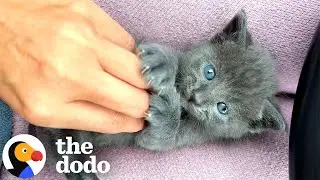 Треногого котёнка не остановить | Додо