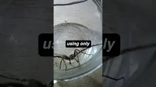 Unraveling the Mysteries of Spiders:Fun Facts You Never Knew