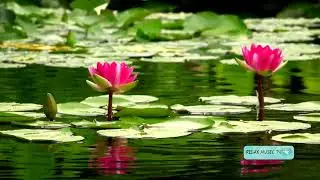 Soothing Music with water effects . Relax and meditate with Lotus and water sound and videos
