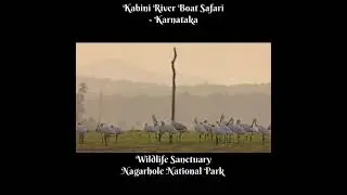 Beautiful WildLife Boat Safari @ Kabini River Karnataka - India #Shorts