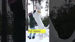 Cute Animals status |Cats | Dog | Funny Video |#shorts #shortsvideo #dog #kitten