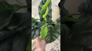 Алоказия Baginda Green Dragon / телеграмм-Наш цветочный дворик