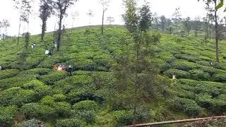 Feel the sound of nature#samse tea estate #green garden#monsoon
