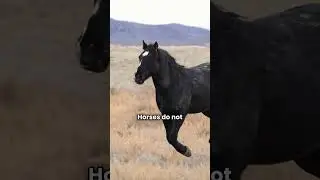 Brushing & Picking Up Feet...  #horsewisdom #horse #horsebehavior