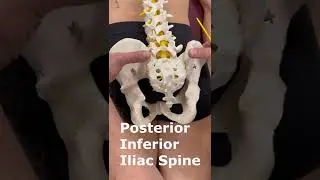 SIJ Anatomy