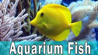 Amazing Aquarium Fish Goldfish,Comed Fishing Video 2020 #AnimalPlots