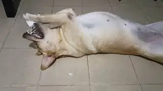 Happy Dog Finds a New Toy 😄🐶 | Cleo&rsquo;s Best Day