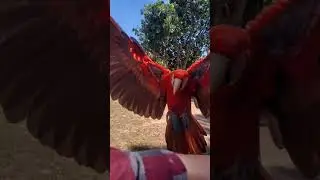 arara Vermelha e Canind&eacute; voo livre
