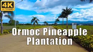Sal's Pineapple Plantation | Ormoc City, Leyte, Philippines Drive Tour 4K | Julanders