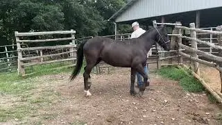 Sold 973- black Percheron/mustang gelding 5yr old 13.2H $800 Deadline 7/21/25