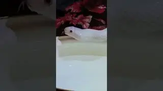 The bag looks so relaxed and beautiful even when drinking water#The pet snake of the White