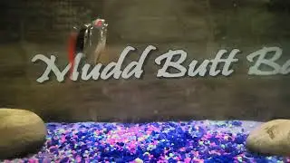 Mudd Butt Baits P-51 5 Blade with Marabou.