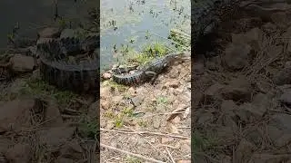 Swamplife #magic #sanctuary #alligators #wildlife #gators #nature #Swamp #alligatorwalk
