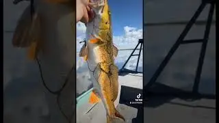 Louisiana RedFish with #SEV7NBAITS #newlure #redfishing